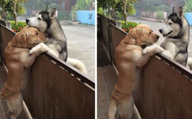 L’Husky apparentemente solitario scappa ogni giorno dal suo giardino pur di stare con il suo amico