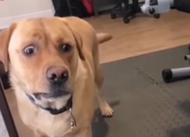 Il cagnolone vede la sua immagine riflessa nello specchio e pensa che sia un intruso (VIDEO)