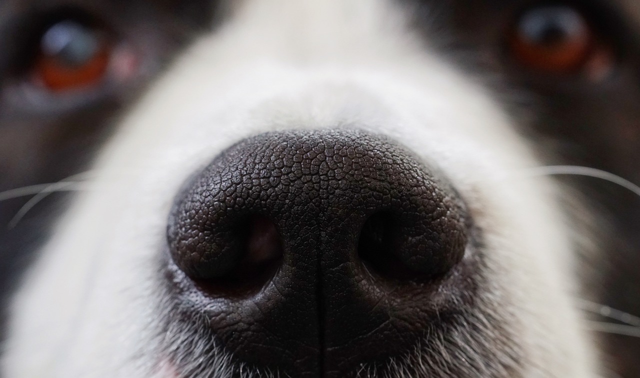 Muso del cane bianco e nero