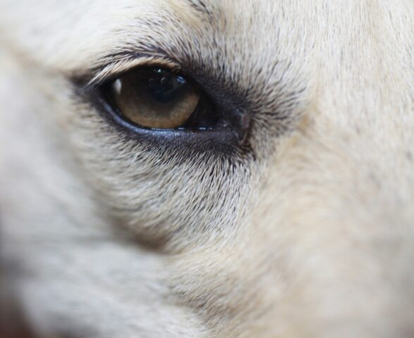 Occhio del cane bianco triste