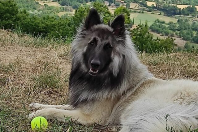 Cane ucciso da una polpetta avvelenata: il Pastore Belga morto in provincia di Arezzo