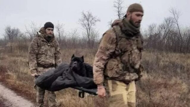 Cane in barella con soldati ucraini