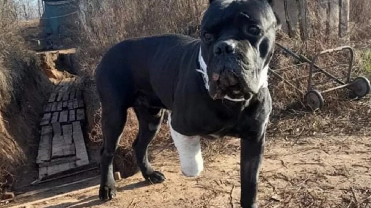 Cane nero con zampa amputata