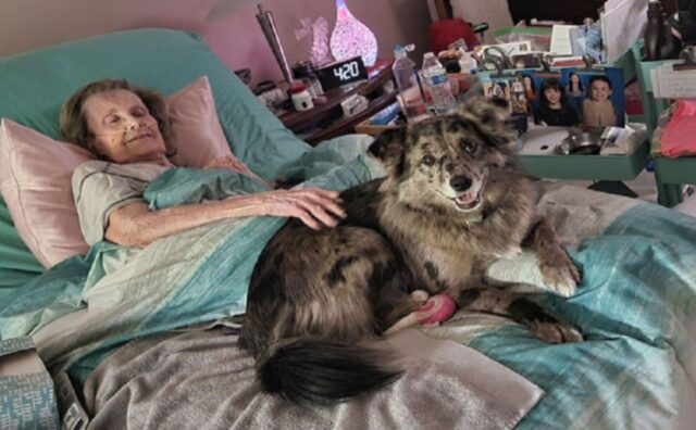 Questo cane ha un solo scopo nella vita: andare ogni giorno a visitare e far stare meglio la vecchia signora