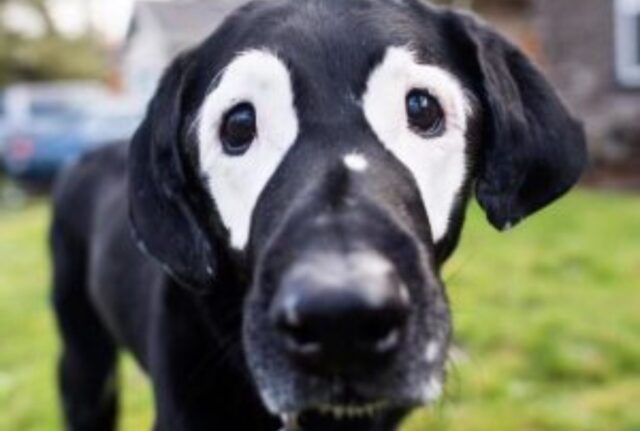 Un legame unico: questo bambino e il suo cane condividono le “macchie” e un cuore gigante