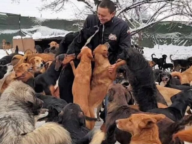 L’uomo non sopportava più che ci fossero tanti cani senza padrone: ne adotta ben 700