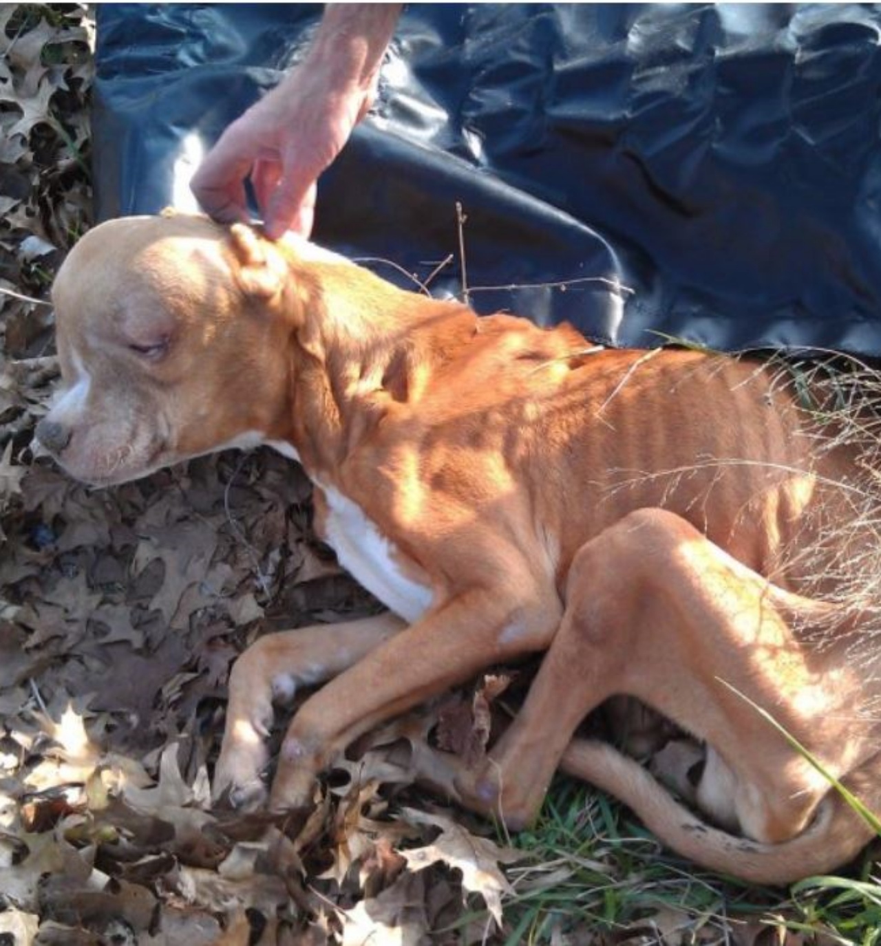 Un cane cachettico trovato da un ufficiale di polizia a Lorain