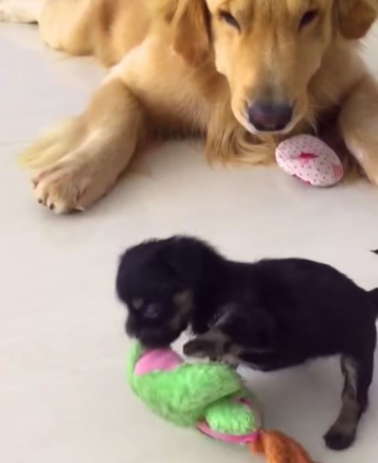due cani che giocano insieme con dei peluches