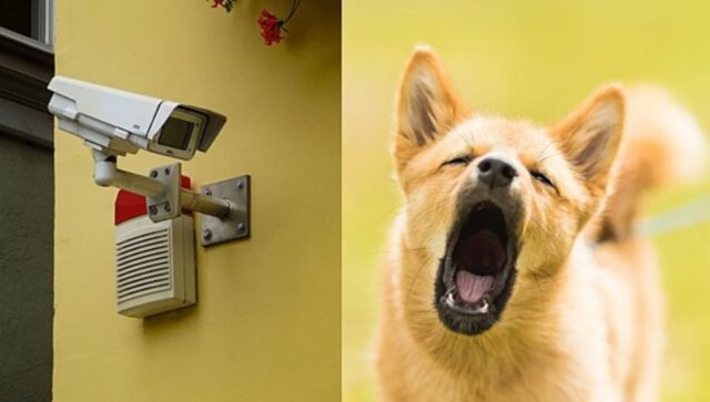 Un uomo scopre un mistero grazie ai suoi cani e all’aiuto di due telecamere di sicurezza