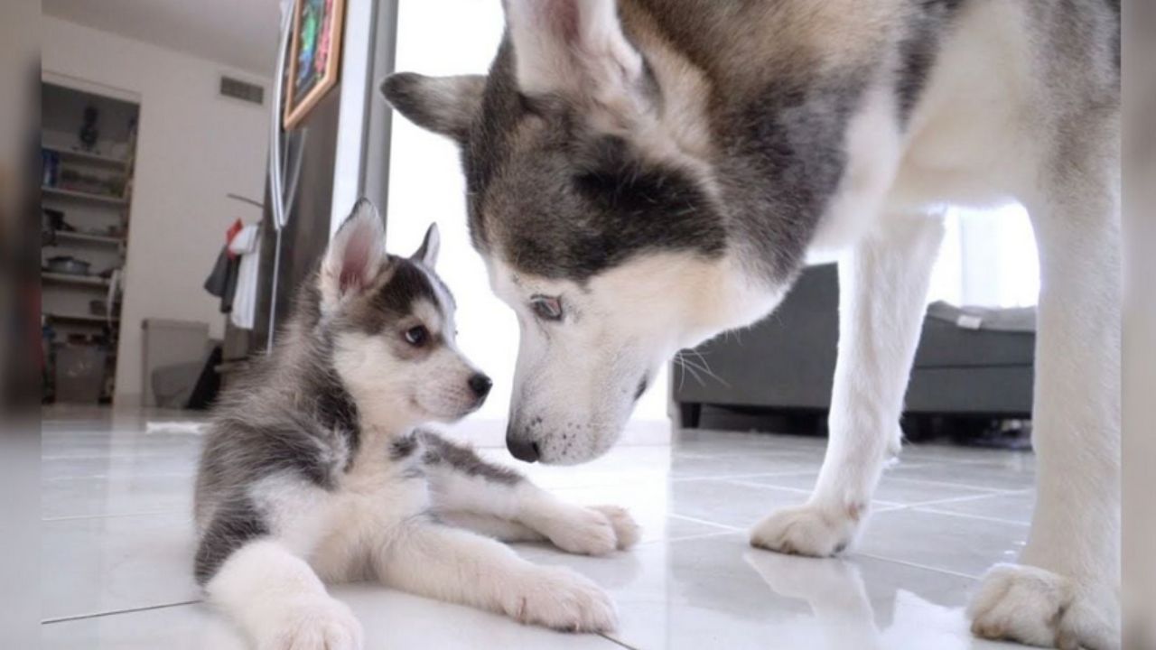 cani bianchi e neri