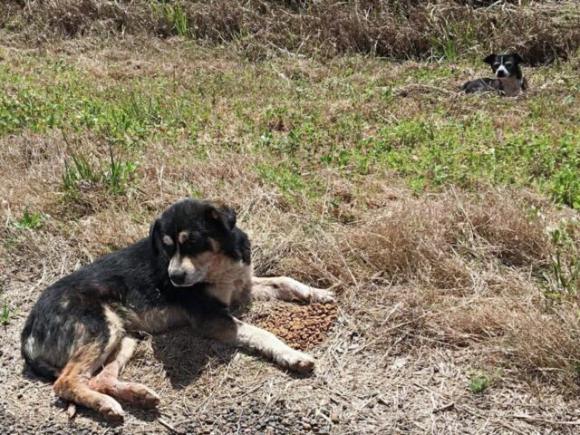 Sono stati trovati sul ciglio della strada e sono stati salvati: la commovente storia di due cagnolini