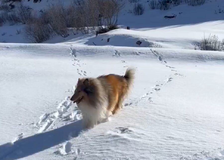 cane corre sulla neve