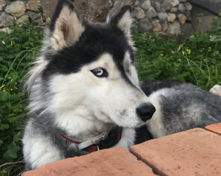 cagnolina siberian husky