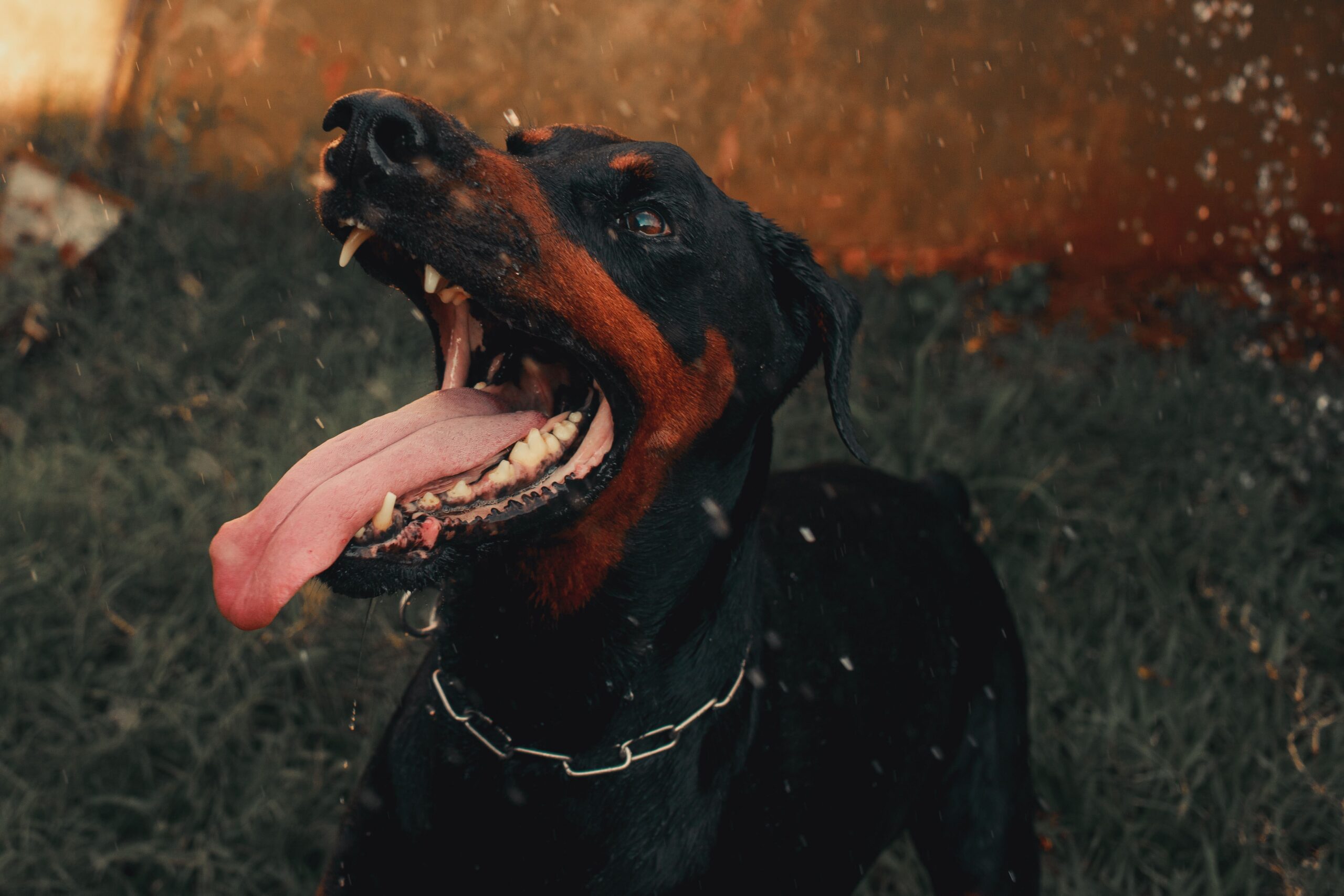 cane dobermann con bocca aperta