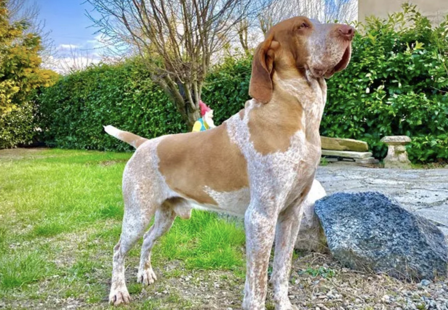 cane bracco italiano