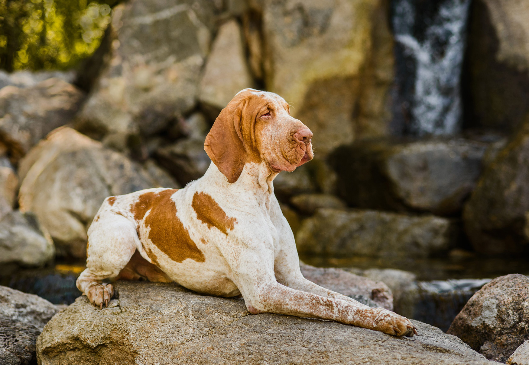 cane bracco italiano accucciato