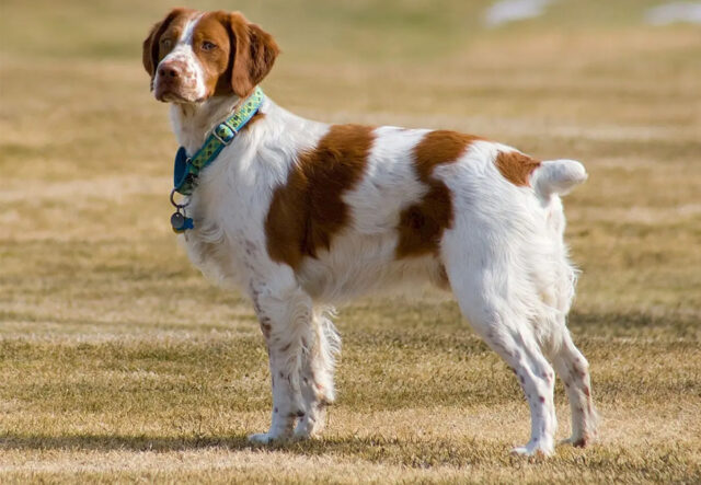 Caudotomia nel cane, cosa dice la legge sul taglio della coda