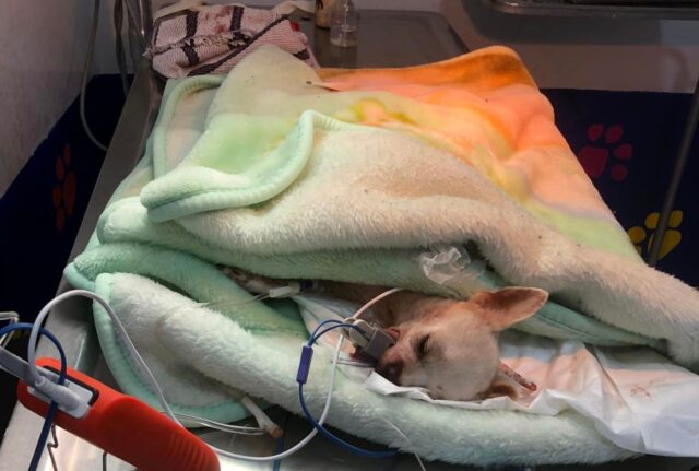 Il piccolo e coraggioso Chihuahua è stato aggredito mentre difendeva la sua casa da un furto