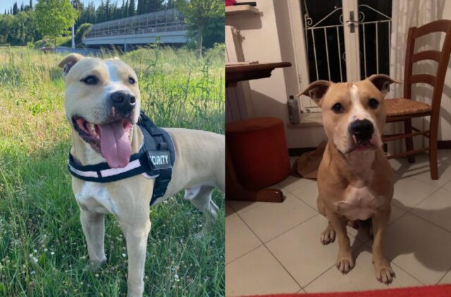 Colà di Lazise, il cane Alex fa perdere le proprie tracce, questo Amstaff deve tornare a casa