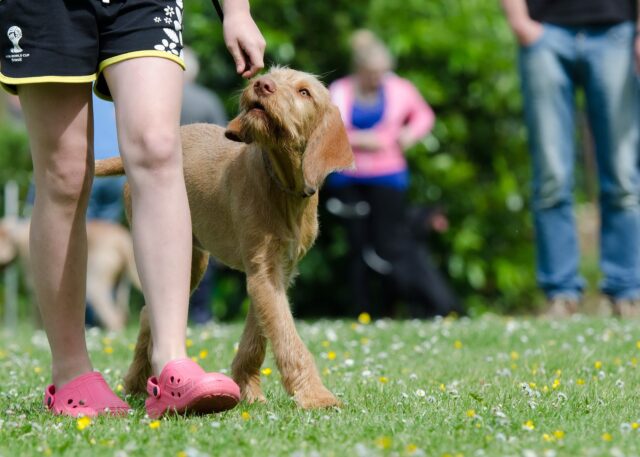 Comandi salvavita da insegnare al cane, quali sono