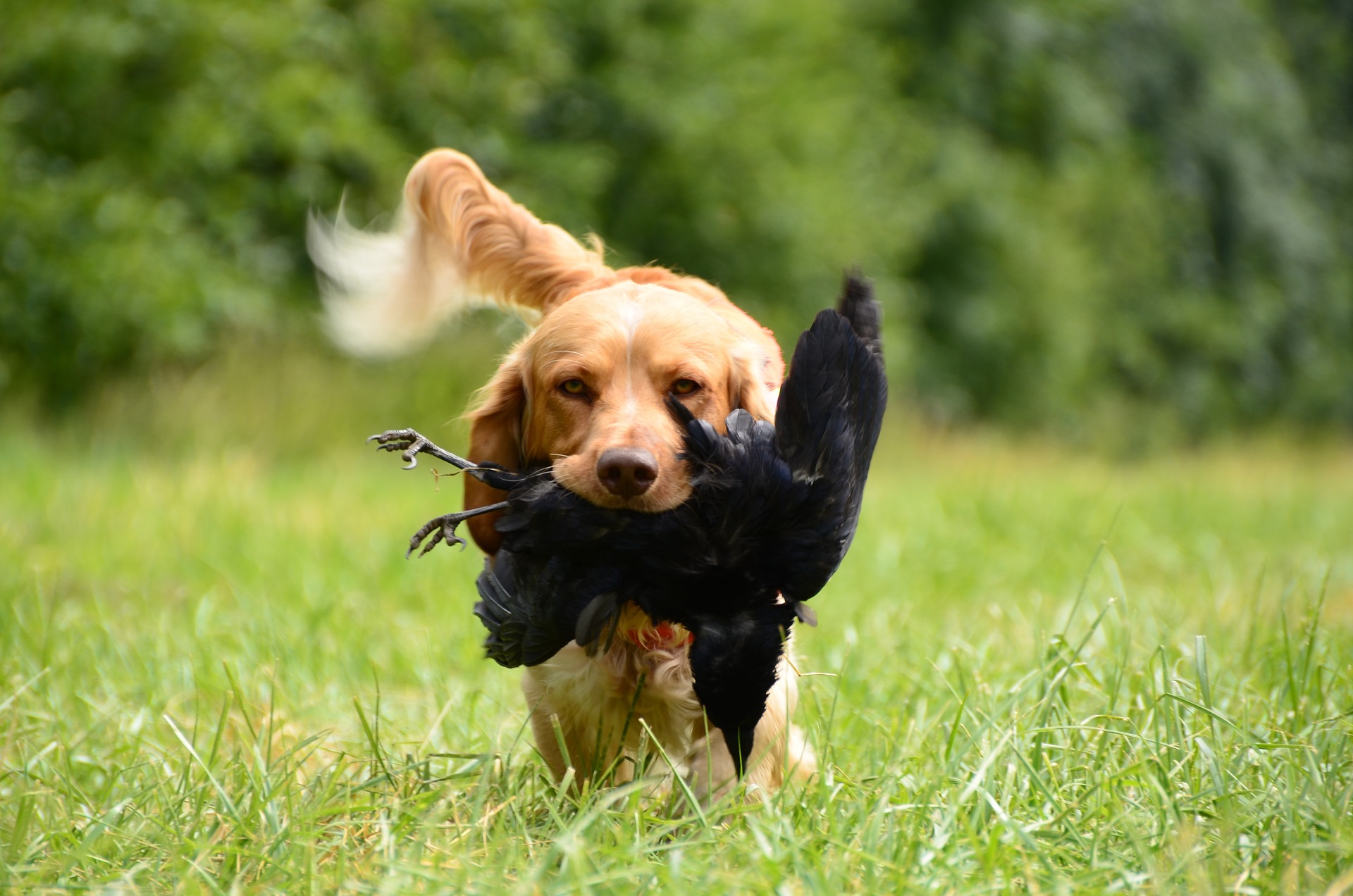 cane con uccello fra i denti