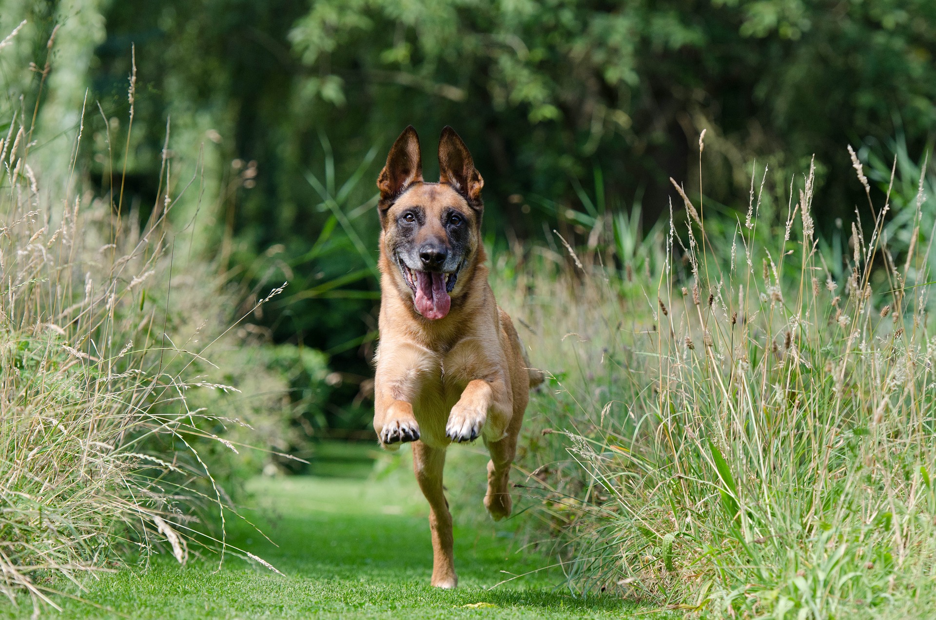 cane che corre