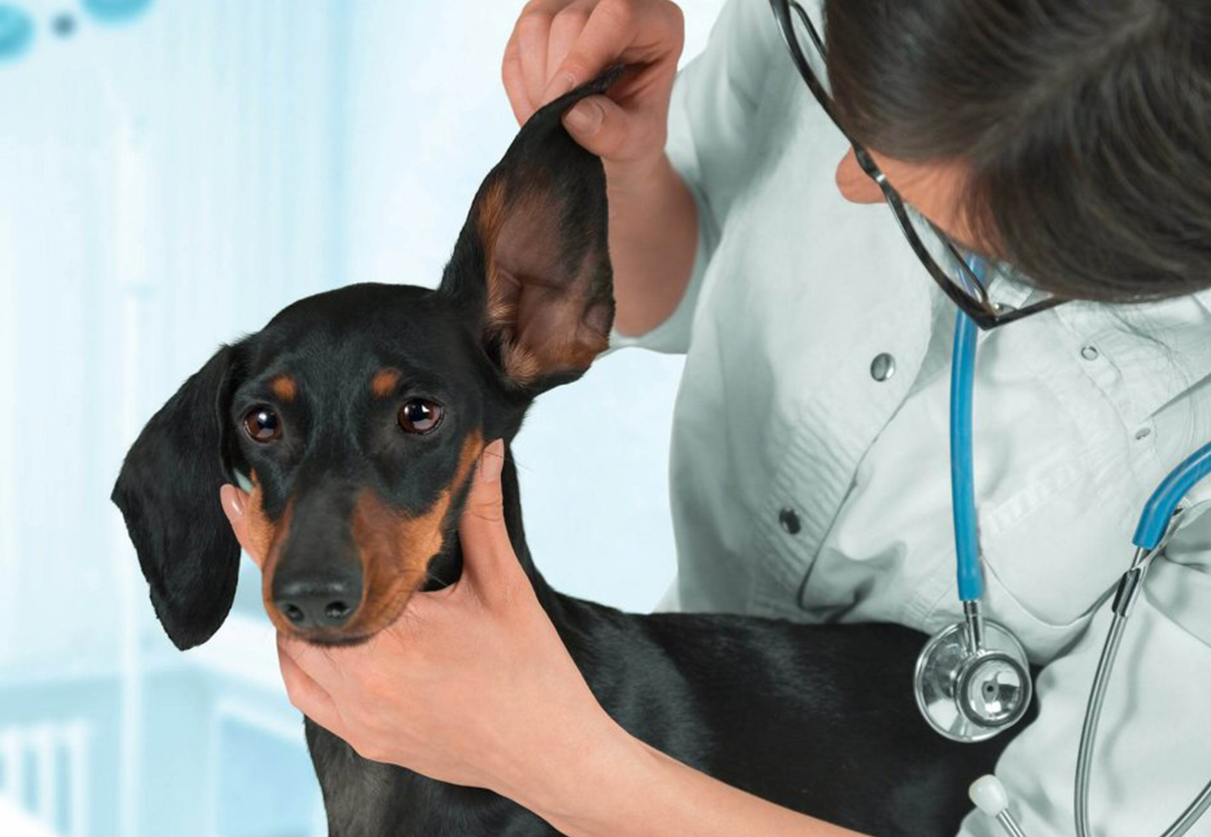 veterinario controlla orecchie del cane