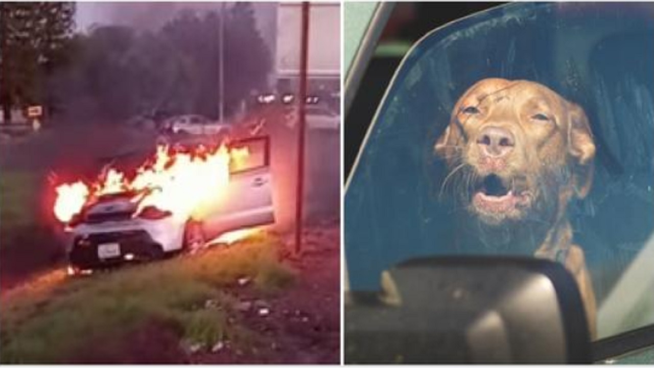 Cane nell'auto in fiamme