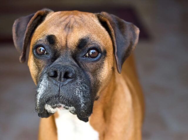 Cosa mangia un cane Boxer: alimentazione ideale e consigli