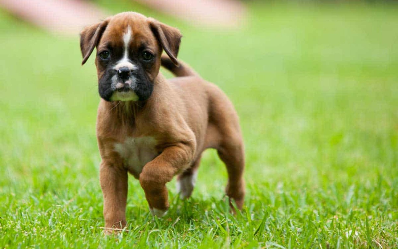 cucciolo di cane col muso strano