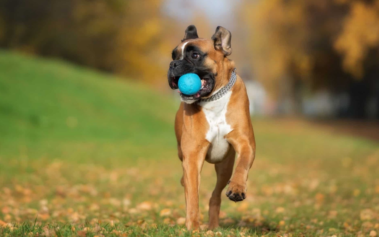 cane con la pallina in bocca