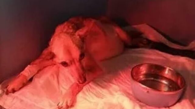 Cucciola abbandonata dal proprietario a Lecce: sui social mentiva dicendo che era venuta a mancare