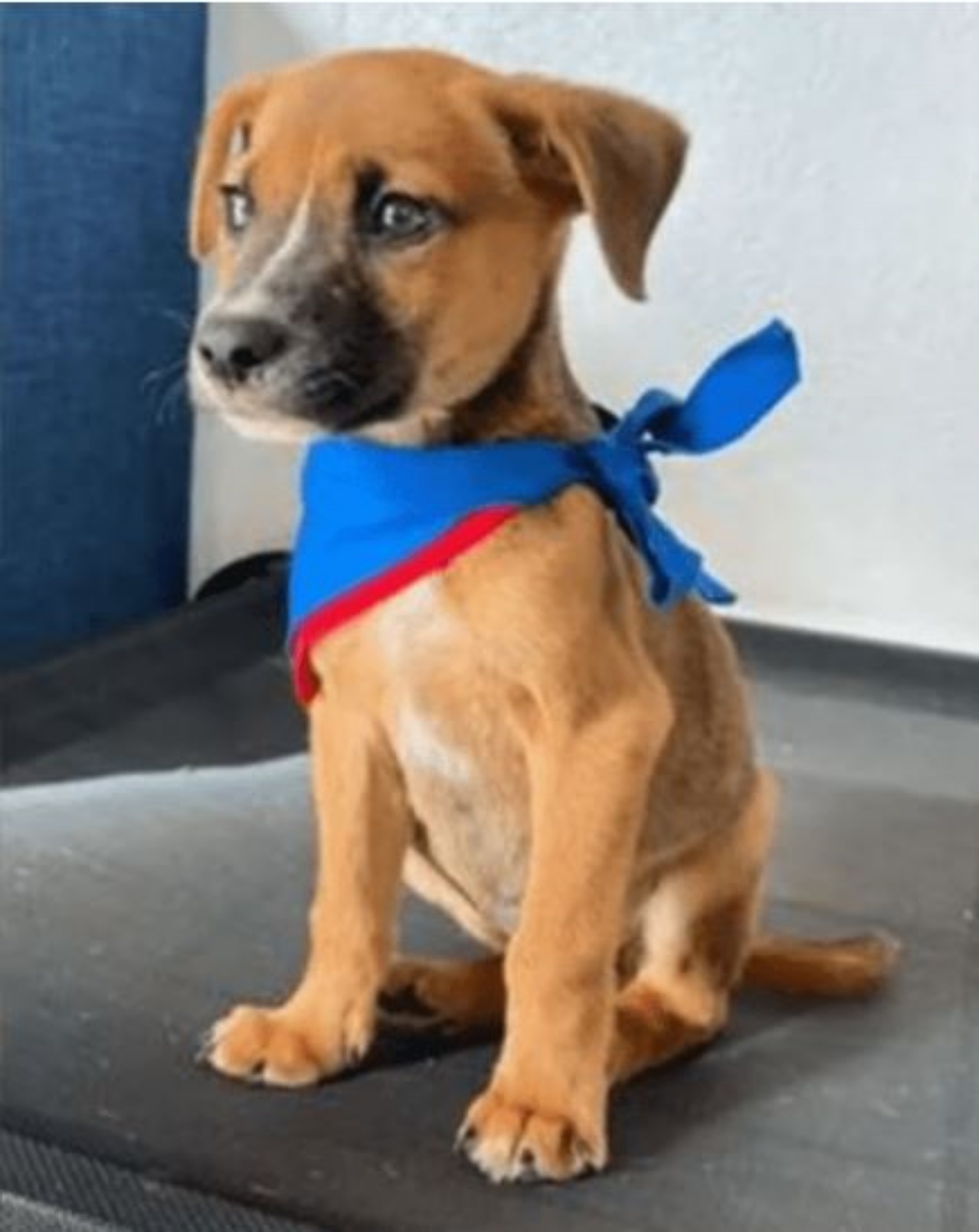 Un cucciolo di cane con un foulard
