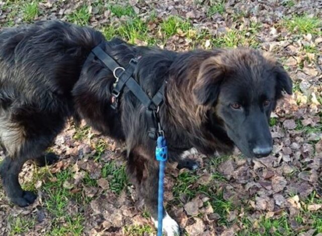 Cucciolo con pelliccia cangiante ha trovato la sua casa per sempre