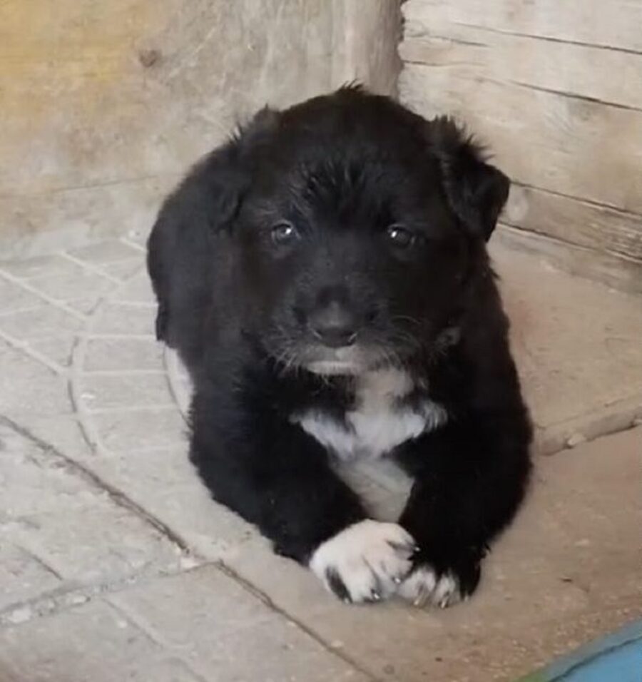 Cucciolo di cane nero