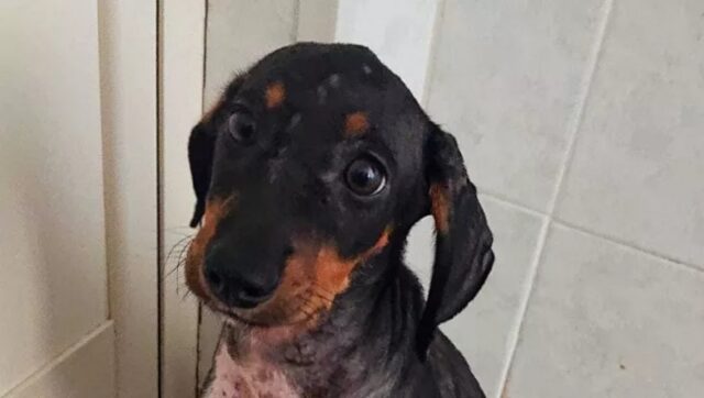 Cucciolo cosparso di olio bollente e abbandonato: Axel è guarito e cerca una casa per sempre