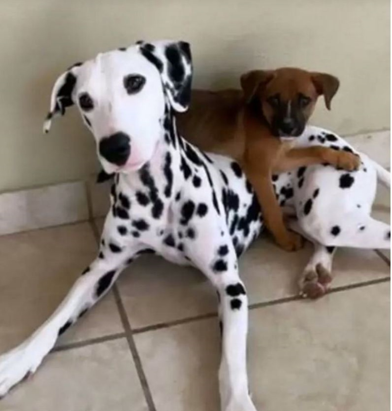 Un cucciolo di cane insieme al suo amico Dalmata