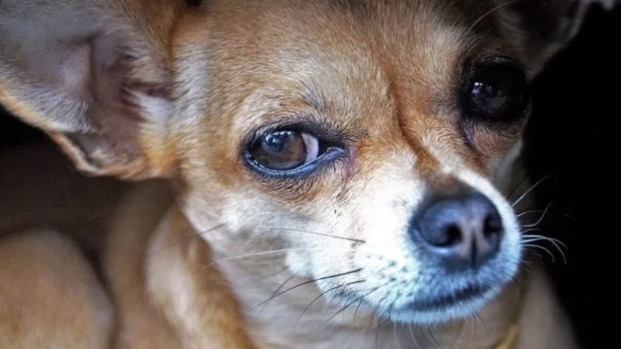 cane chihuahua