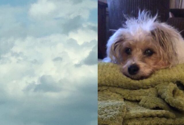 Donna in lutto vede nelle nuvole il volto del cane poche ore dopo la sua scomparsa