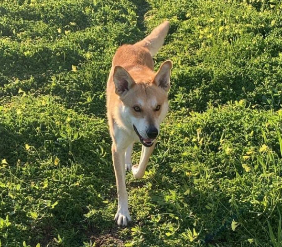 cane cammina su erba