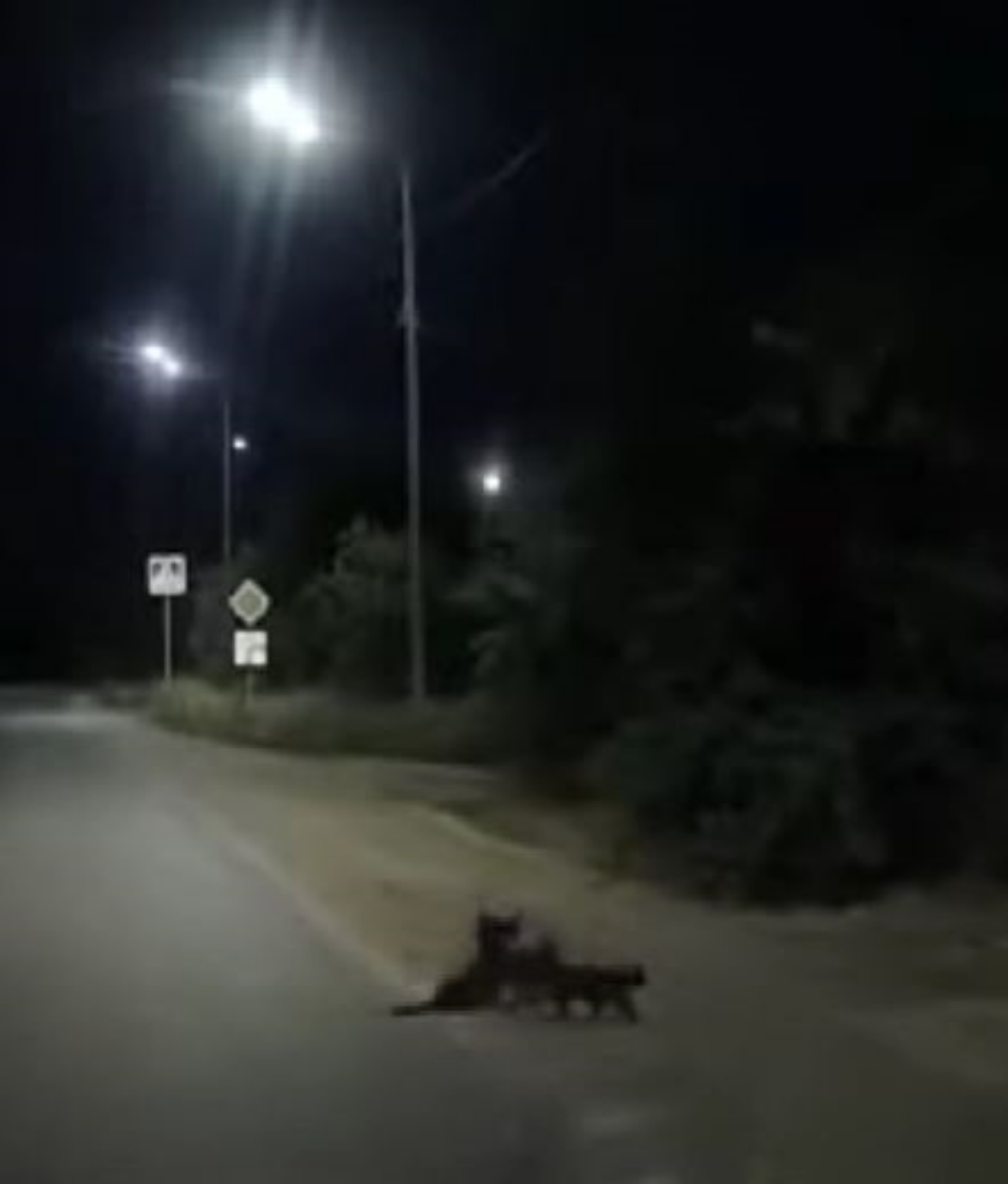 Due gatti aiutano un cane disabile ad attraversare la strada
