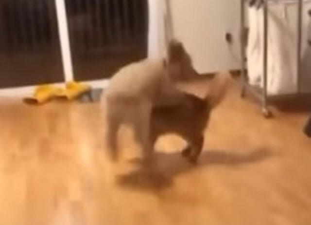 Il cagnolino trova un modo decisamente irruento per giocare con il gatto (VIDEO)