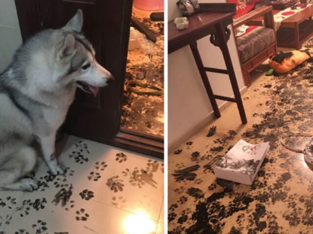 Lasciano l’Husky da solo giusto per poche ore: non avevano idea di cosa avrebbero trovato