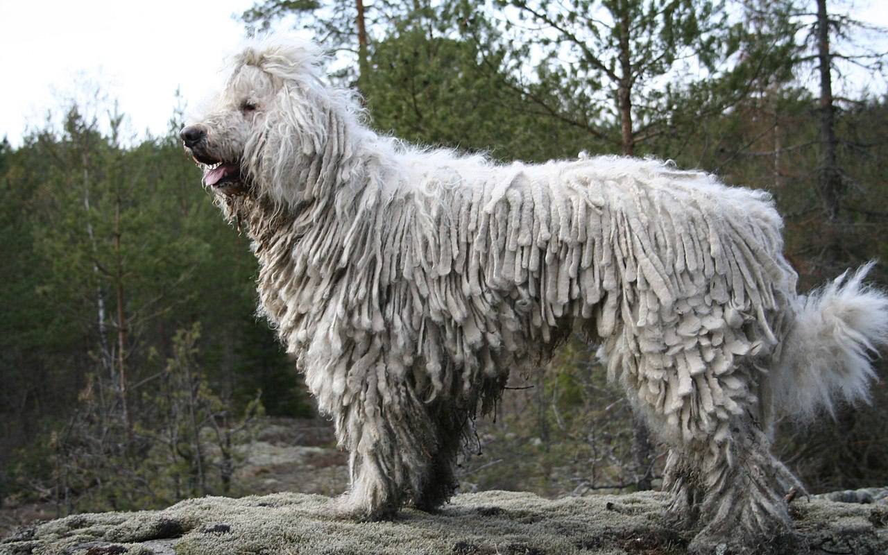 cane bianco col pelo strano