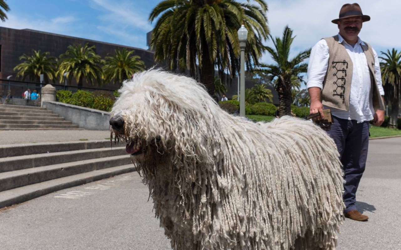 cane con il suo padrone