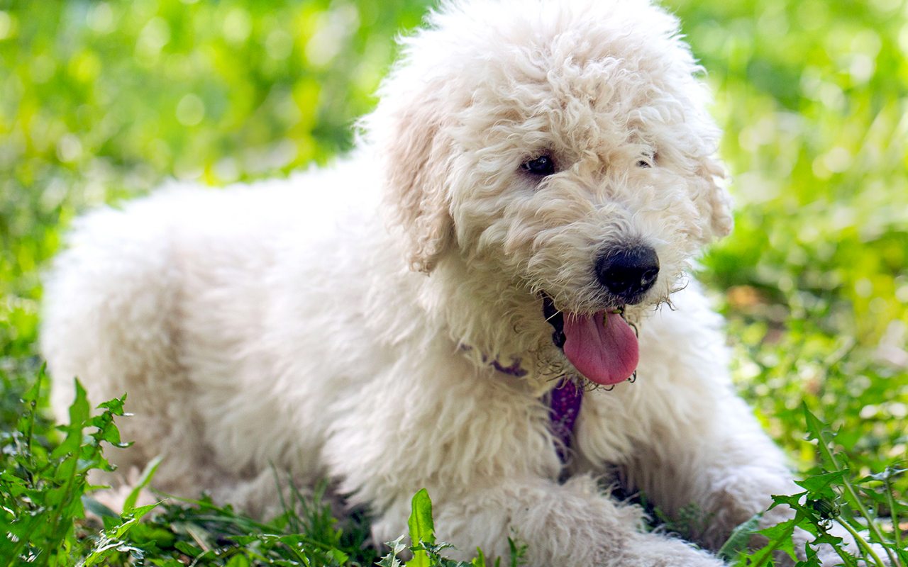 cucciolo di cane da pastore