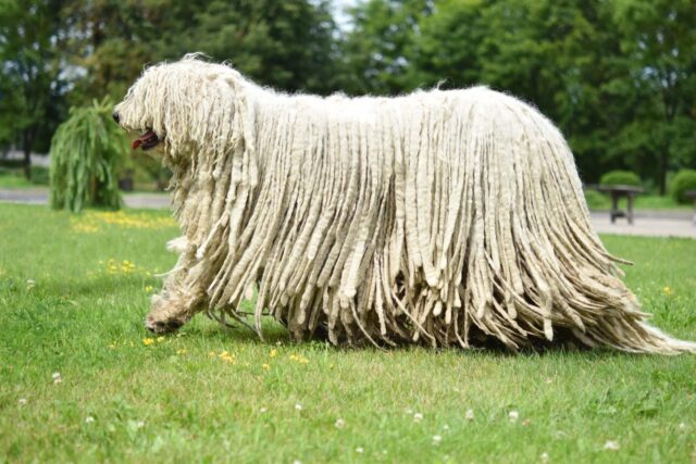 Komondor, il “cane mocio”: cosa sapere su questa razza particolare