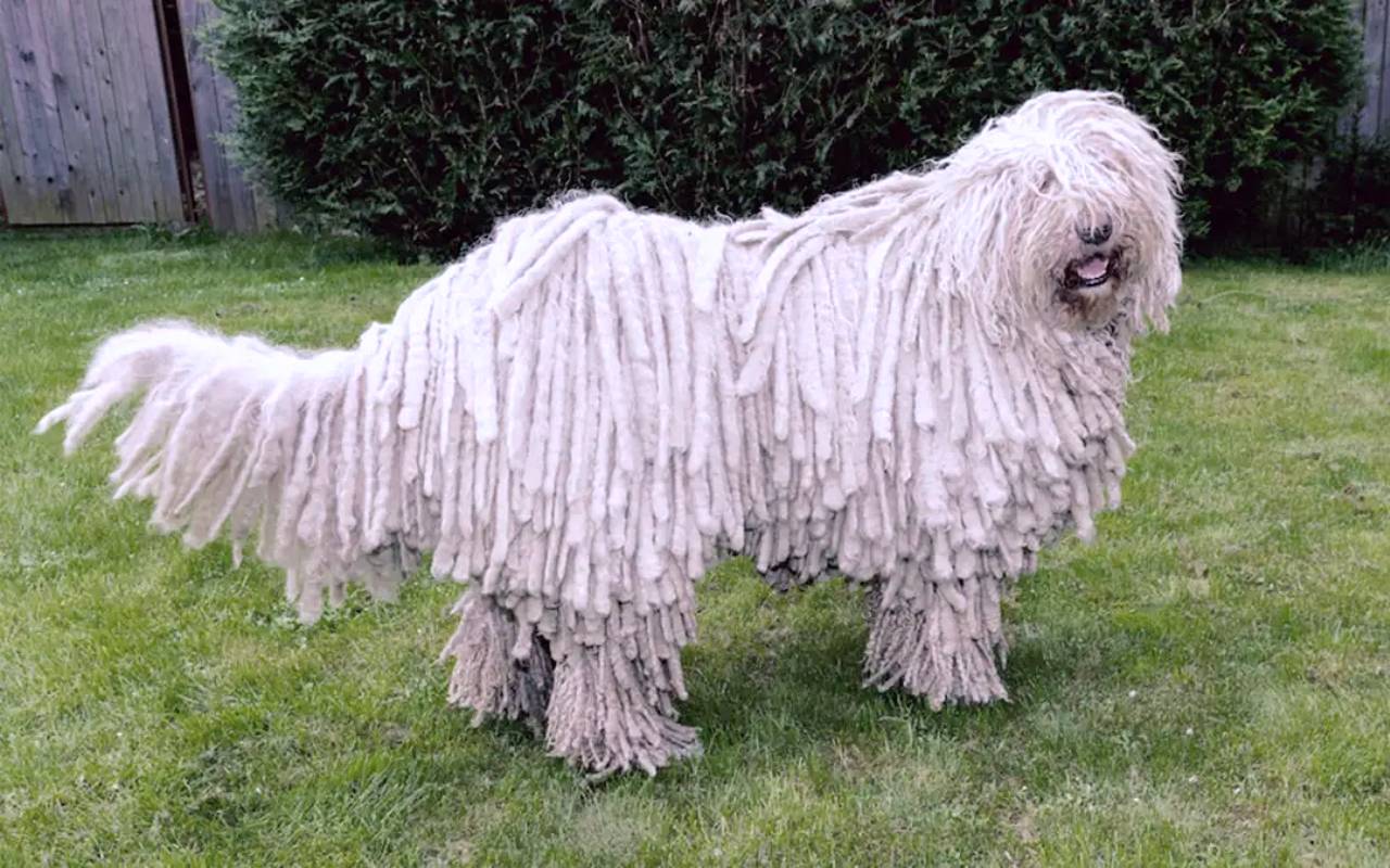 cane bianco col pelo particolare