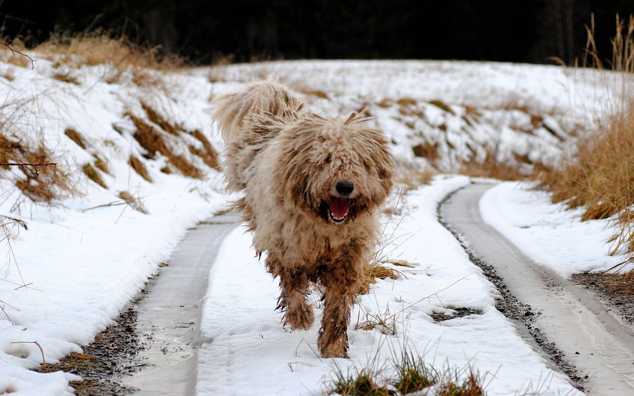cane nella neve