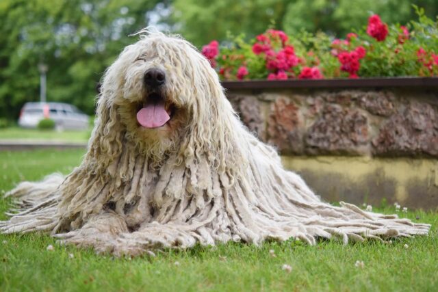 Komondor, carattere e personalità: tutto quello che c’è da sapere sul “cane mocio”